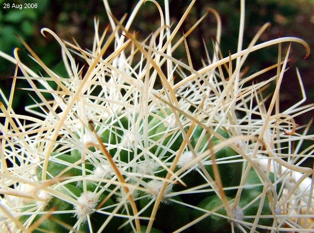 Cochemiea_ maritima_ 08